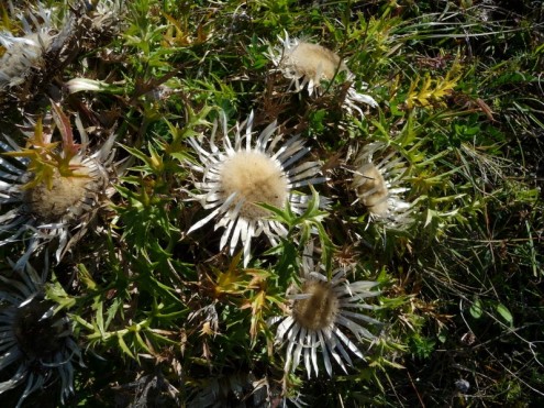 silberdistel