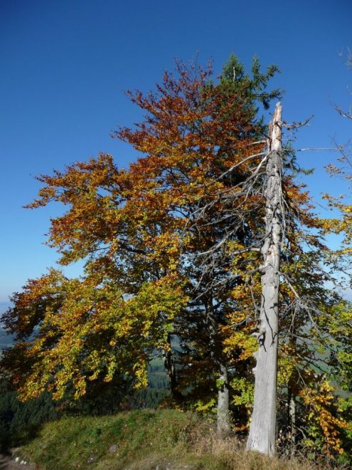 herbstwald