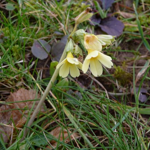 schluesselblume
